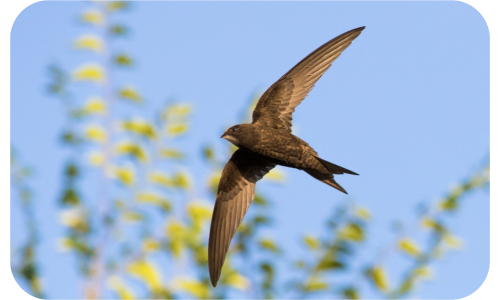 Gierzwaluw onderzoek